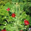10 MIXED HIMALAYAN POPPY Blue Red Violet Meconopsis Napaulensis Mix Flower Seeds