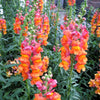 250 ORANGE WONDER SNAPDRAGON Antirrhinum Majus Flower Seeds