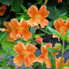 100 Twinkle ORANGE MONKEY FLOWER Mimulus Seeds