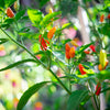 50 TABASCO PEPPER Hot Red Capsicum Fruitescens Vegetable Seeds