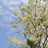 25 Flowering BLACK LOCUST TREE (Yellow Locust / False Acacia) Robinia Pseudoacacia Seeds