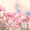 300 DWARF PINK COSMOS Cosmos Bipinnatus Flower Seeds