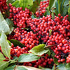 100 RED ELDERBERRY Sambucus Racemosa Scarlet Mountain Elder Bunchberry Tree Shrub Fruit Berry Seeds
