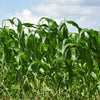 100 IOCHIEF Yellow SWEET CORN Aas Winner Zea Mays Vegetable Seeds