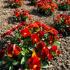 50 RED & YELLOW PANSY Violet Viola Wittrockiana Flower Seeds