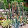 50 CACTUS MIX 'Finest Mixed' Succulent Flower Plant Seeds