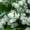 20 SWEET MOCK ORANGE English Dogwood Philadelphus Coronarius Shrub Flower Seeds