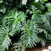 15 Lacy TREE PHILODENDRON Split Leaf Cut-leaf Selloum House Plant Seeds
