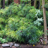 50 UMBRELLA PLANT CYPERUS Alternifolius Papyrus Grass Umbrella Palm Flower Seeds