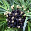 50 UMBRELLA PALM TREE Cyperus Involucratus Papayrus Sedge Seeds