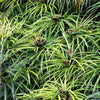 50 UMBRELLA PLANT CYPERUS Alternifolius Papyrus Grass Umbrella Palm Flower Seeds