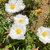 100 White PORTULACA Grandiflora / MOSS ROSE Succulent Flower Seeds