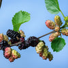 15 Red MULBERRY Morus Rubra Black Fruit Shrub Tree Seeds