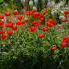 Mixed Colors Oriental Poppy Papaver Orientale Flower Seeds – photo 10