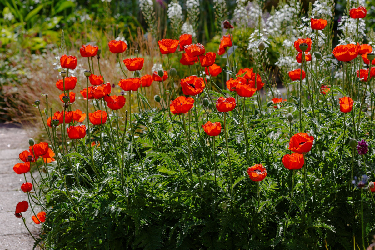 Mixed Colors Oriental Poppy Papaver Orientale Flower Seeds – photo 10