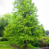 20 DAWN REDWOOD Tree Metasequoia Glyptostroboides Conifer Seeds