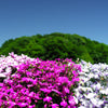 Magenta Pink Lobelia Seeds – Regatta Lobelia Erinus Flower – photo 7