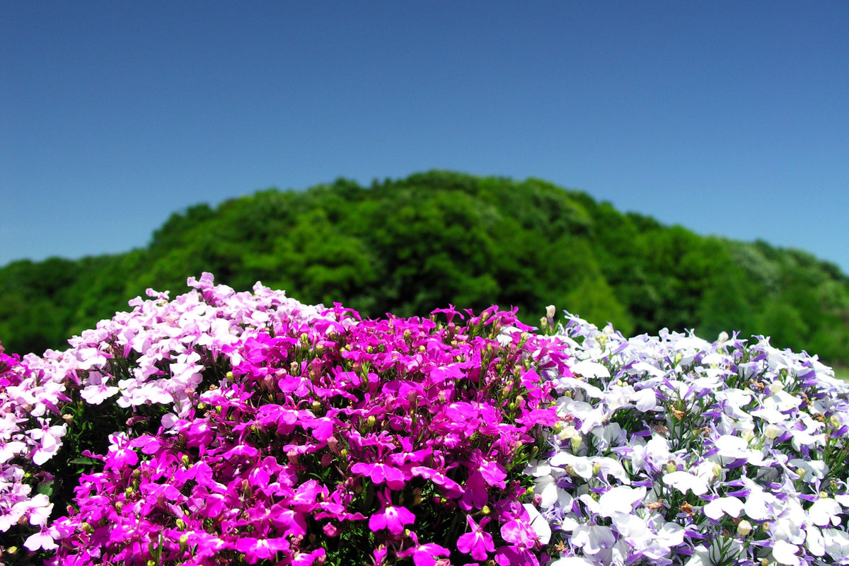 Magenta Pink Lobelia Seeds – Regatta Lobelia Erinus Flower – photo 7