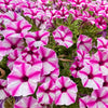Star Mix Petunia Seeds – Mixed Colors Petunia Violacea Flower Seeds Red Blue Purple – photo 6