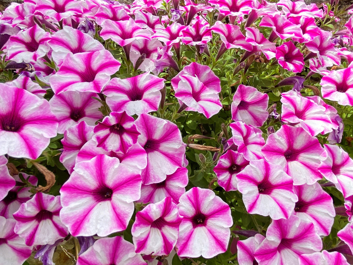 Star Mix Petunia Seeds – Mixed Colors Petunia Violacea Flower Seeds Red Blue Purple – photo 6