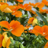 50 ORANGE SUN PANSY Swiss Giant Viola Wittrockiana Flower Seeds