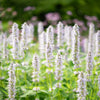 500 GIANT YELLOW HYSSOP Agastache Nepetoides Herb Flower Seeds
