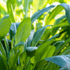 Mibuna Cabbage Seeds – Mibu Greens Japanese Brassica Rapa Japonica Vegetable – photo 4