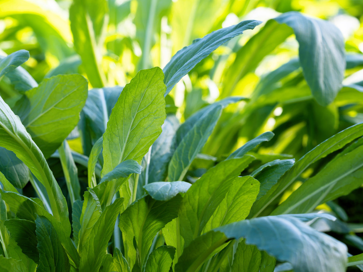 Mibuna Cabbage Seeds – Mibu Greens Japanese Brassica Rapa Japonica Vegetable – photo 4