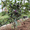 25 BLACK HUNGARIAN PEPPER Capsicum Annuum Mildly Hot Vegetable Seeds
