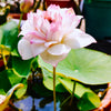5 BOWL LOTUS Mixed Colors Dwarf Nelumbo Nucifera Aquatic Flower Seeds