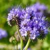 300 PURPLE TANSY Lacy Fiddleneck Phacelia Tanacetifolia Flower Seeds