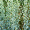 500 ABSINTHE WORMWOOD Common Artemisia Absinthium Green Ginger Herb Flower Seeds