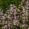 25 HUSKER RED PENSTEMON Digitalis Foxglove Beardtongue White Flower Seeds
