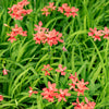 20 PAINTED PETALS FREESIA Mixed Colors Anomatheca Laxa Red Blue Pink White Purple Flower Seeds