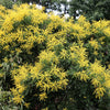 10 GOLDEN RAIN TREE Goldenrain Koelreuteria Paniculata Yellow Flower Seeds