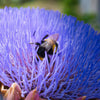 50 PURPLE ROMAGNA ARTICHOKE Italian Cynara Scolymus Flower Vegetable Seeds