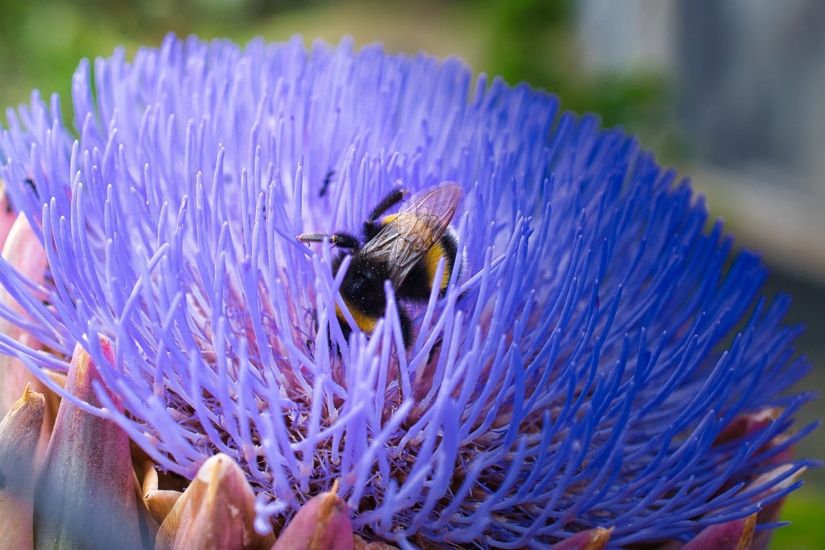 Purple Romagna Artichoke Seeds – Italian Cynara Scolymus Flower Vegetable – photo 4