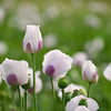 350 TASMANIAN Purple & White POPPY Papaver Somniferum Flower Seeds