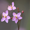 150 FAME FLOWER Jewels of Opar Talinum Paniculatum Portulaca Patens Fameflower Vegetable Leaf Seeds