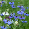 400 Blue & White LOVE IN A MIST Nigella Damascena Fennel Flower Seeds