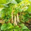 50 ADZUKI BEAN Aduki Red Bean Maroon Phaseolus Angularis Legume Vegetable Seeds