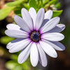 50 WHITE AFRICAN Cape DAISY Dimorphotheca Sinuata Flower Seeds