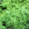 2500 BOUQUET DILL Anethum Graveolens Herb Flower Seeds