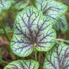 50 HEUCHERA Americana CORAL BELLS Dale's Strain American Alumroot Flower Seeds