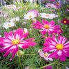 300 CANDY STRIPE COSMOS Bipinnatus Pink White Flower Seeds