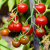 500 BULK Dwarf Cherry TOMATO TINY TIM Solanum Lycoperscium Red Fruit Seeds