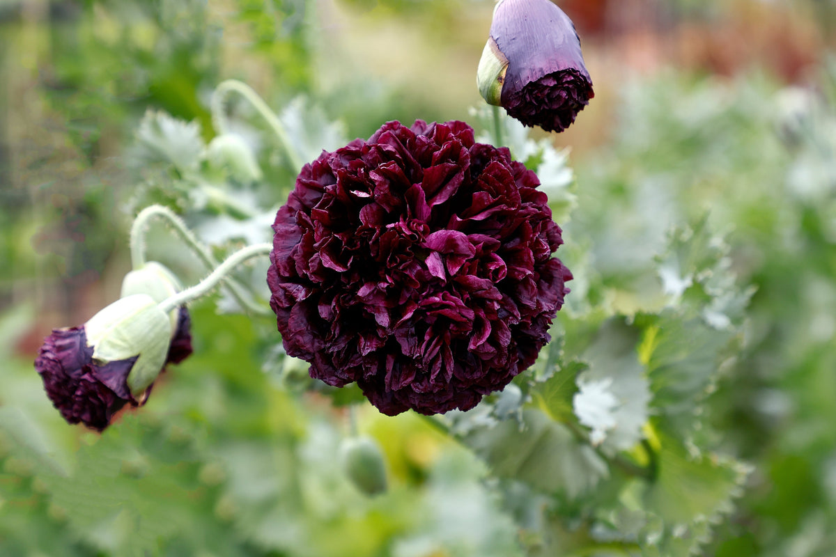 Black Peony Poppy Seeds – Papaver Peoniflorum Flower