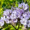 300 PURPLE TANSY Lacy Fiddleneck Phacelia Tanacetifolia Flower Seeds