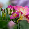 5 ROYAL CHAMPION Mix FREESIA Mixed Colors Pink Blue Purple Yellow Red Orange Flower Seeds