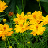 300 YELLOW SULPHUR COSMOS Bipinnatus Flower Seeds